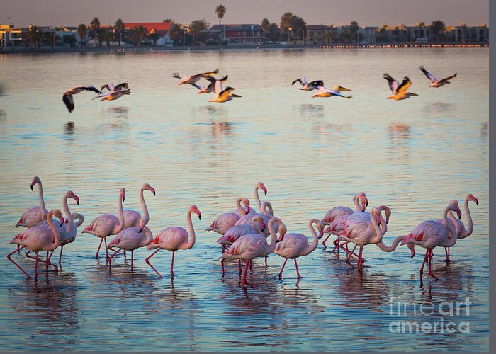 Africa Greeting Card featuring the photograph Walvis Bay Flamingos by Inge Johnsson