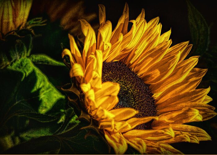 Hdr Greeting Card featuring the photograph Warmth of the Sunflower by Michael Hope