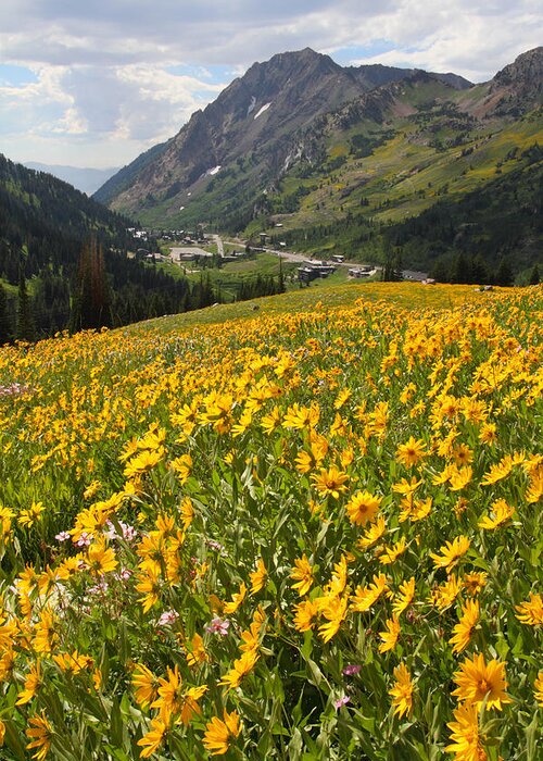 Landscape Greeting Card featuring the photograph Wasatch Wildflowers by Brett Pelletier