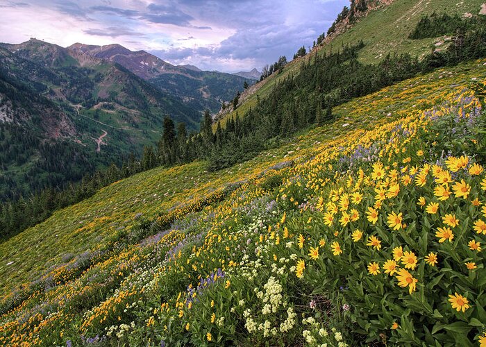 Utah Greeting Card featuring the photograph Wasatch Wildflowers Canyon View and Storm - Utah by Brett Pelletier