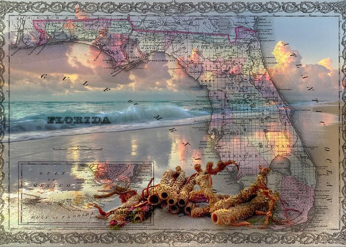 Atlantic Greeting Card featuring the photograph Washed up on Shore by Debra and Dave Vanderlaan