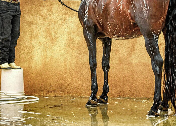 Animals Greeting Card featuring the photograph Washing a Horse by Robert FERD Frank