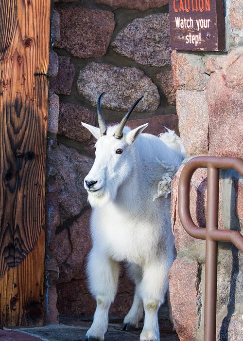 Mountain Goat Greeting Card featuring the photograph Watch Your Step by Mindy Musick King
