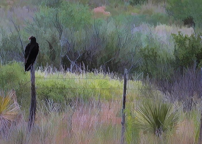 Vulture Greeting Card featuring the photograph Watchful Eye by John Rivera