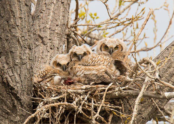 Owl Greeting Card featuring the photograph Watchful Great Horned Owl Owlets by Tony Hake