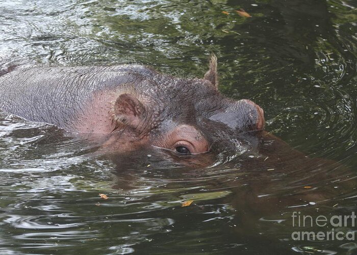 Hippo Greeting Card featuring the photograph Watching Out by Christiane Schulze Art And Photography