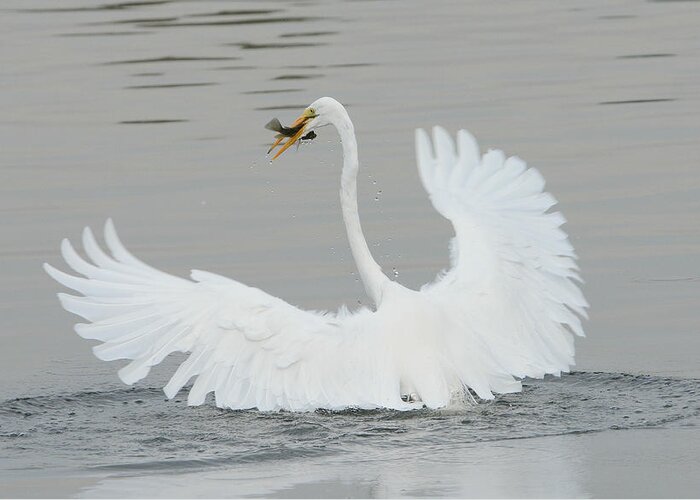 Great Egret Greeting Card featuring the photograph Water Dance by Fraida Gutovich