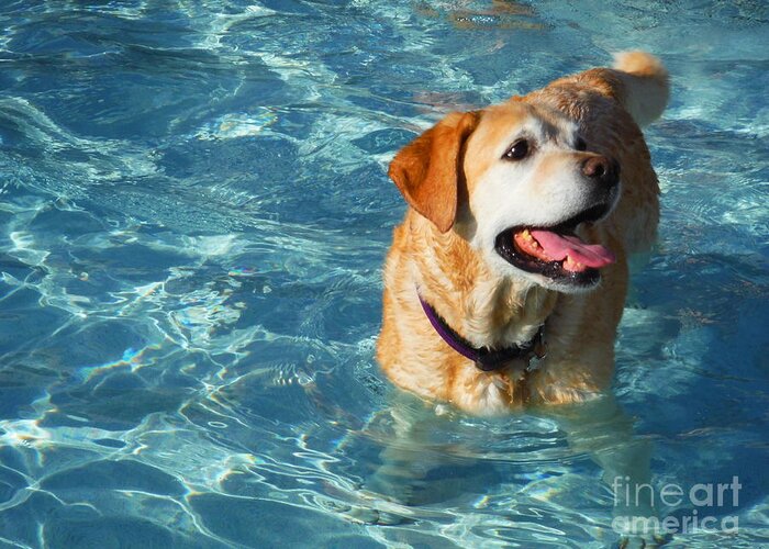 Water Dog Series Greeting Card featuring the photograph Water Dogs Series 6 by Paddy Shaffer