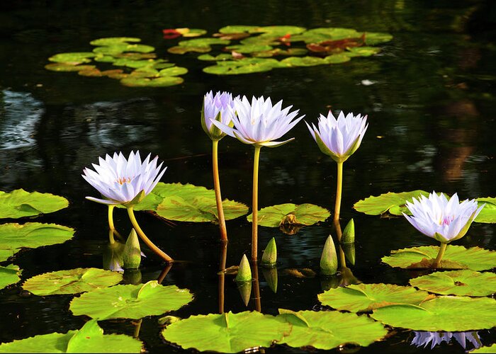 Flowers Greeting Card featuring the photograph Water Lilies 1 by Greg Plachta