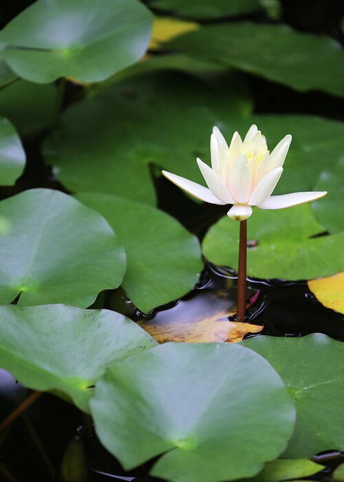 Pond Greeting Card featuring the photograph Water Lilly 3 Dow Gardens 062618 by Mary Bedy