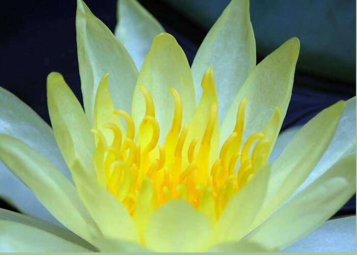 Flora Greeting Card featuring the photograph Water Lilly by Sandy Poore