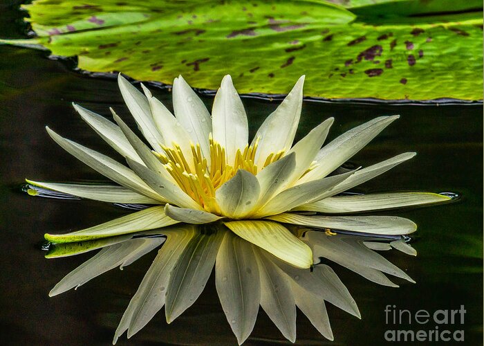 Gardens Greeting Card featuring the photograph Water Lily 15-3 by Nick Zelinsky Jr