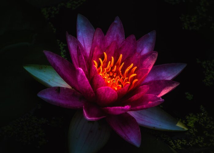 Jay Stockhaus Greeting Card featuring the photograph Water Lily 2 by Jay Stockhaus