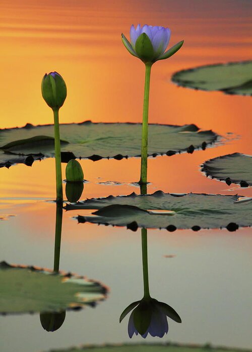 Western Australia Greeting Card featuring the photograph Water Lily 2AM-005415 by Andrew McInnes