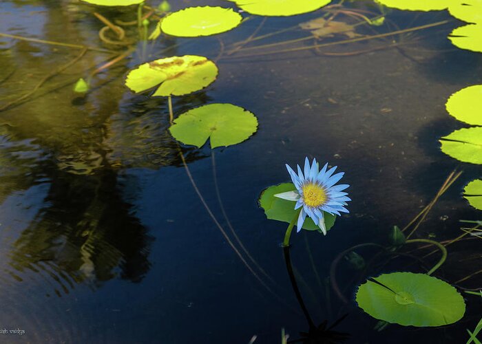 Water Lily Greeting Card featuring the photograph Water Lily by Aashish Vaidya