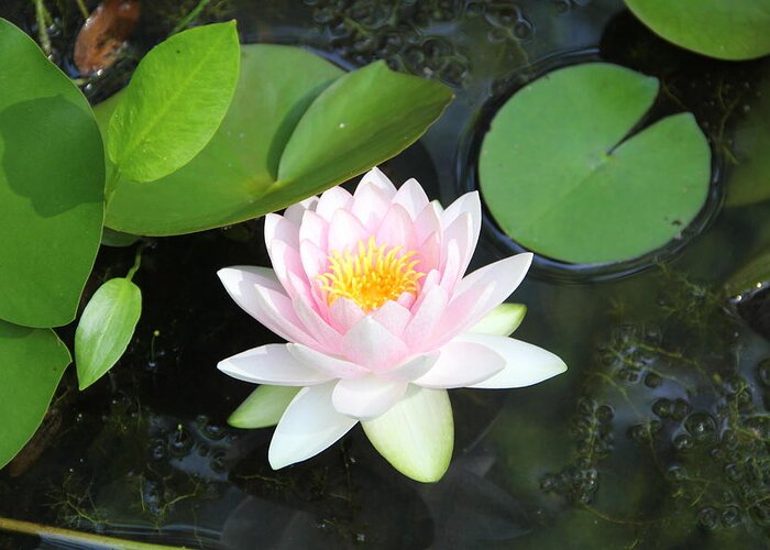 Flower Greeting Card featuring the photograph Water Lily by Allen Nice-Webb