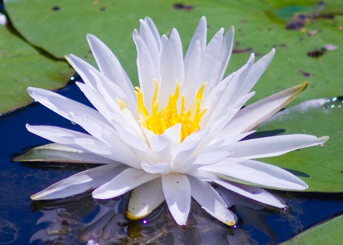 Water Lily Greeting Card featuring the photograph Water Lily by Bill Barber