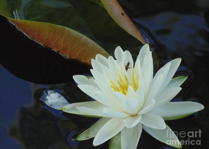#landscape #water Lily #flower #white Flower Photograph #water Flowers #water Lilies #water Lily Yoga Mat #water Lily Tote Bags Greeting Card featuring the photograph Water Lily by Daun Soden-Greene