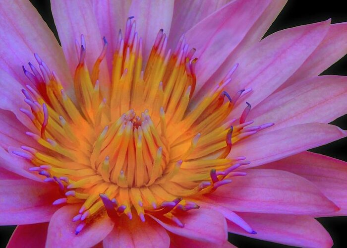 Flower Greeting Card featuring the photograph Water Lily by DJ Florek