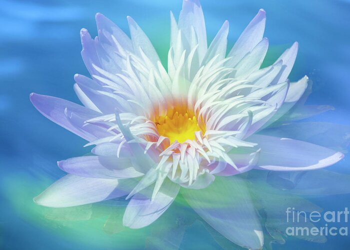Water Greeting Card featuring the photograph Water Lily in Turquoise Pond by Heiko Koehrer-Wagner