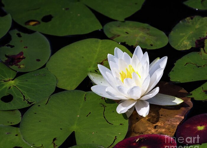 White Water Lily Greeting Card featuring the photograph Water Lily by Jim Gillen