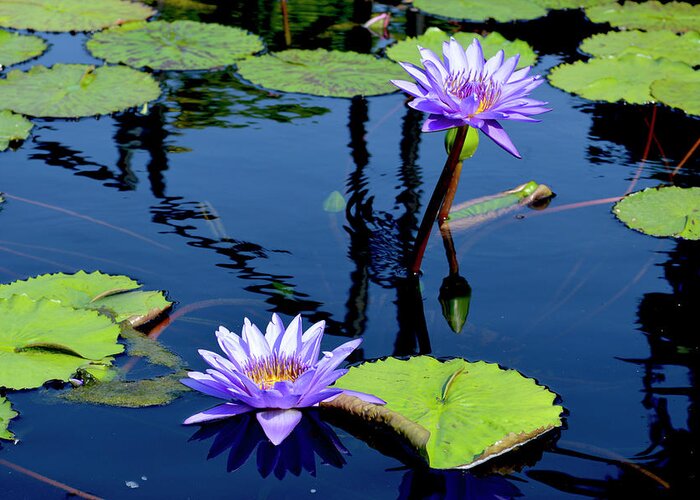 Water Lily Greeting Card featuring the photograph Water Lily by Lisa Blake