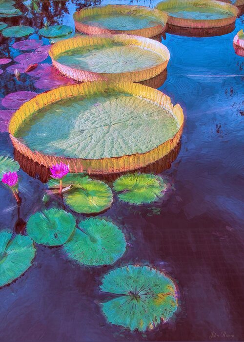 Lily Greeting Card featuring the photograph Water Lily Pattern by John Rivera