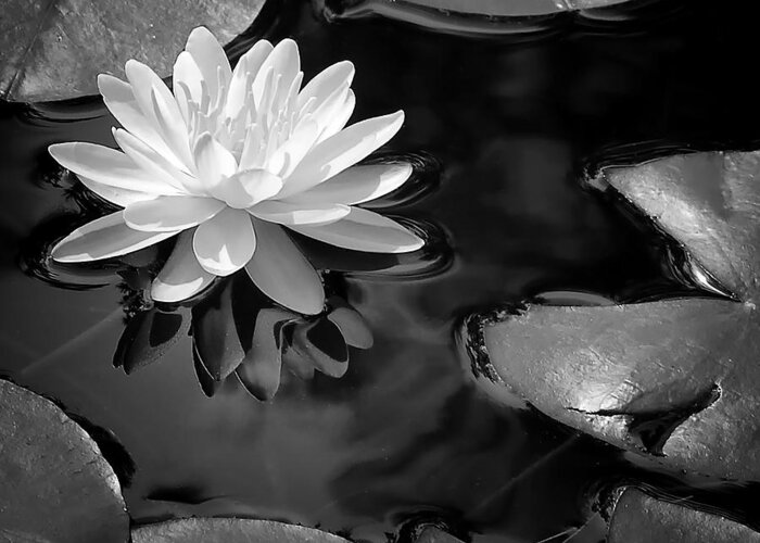 Water Lily Greeting Card featuring the photograph Water Lily by Peg Runyan