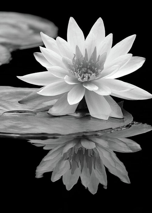 Beautiful Greeting Card featuring the photograph Water Lily Reflections I by Dawn Currie