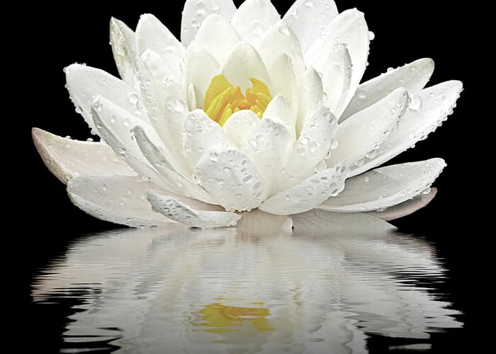 White Waterlily Greeting Card featuring the photograph Water Lily Reflections on Black by Gill Billington