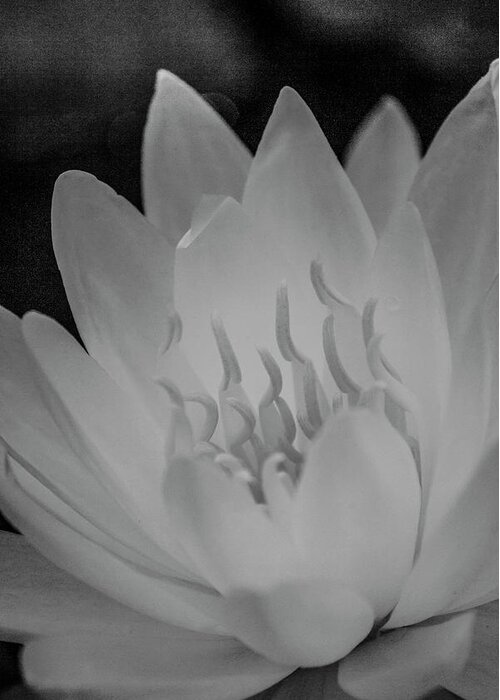 Water Lily Greeting Card featuring the photograph Water Lily Soft Monochrome by Teresa Wilson