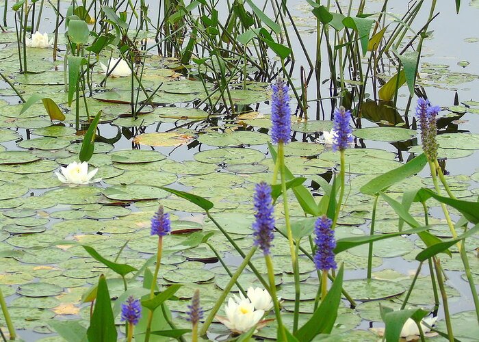 Water Plants Greeting Card featuring the photograph Water Plants and Quiet Water by Susan Lafleur