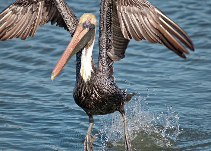 Pelican Greeting Card featuring the photograph Water Walker by Mike Covington