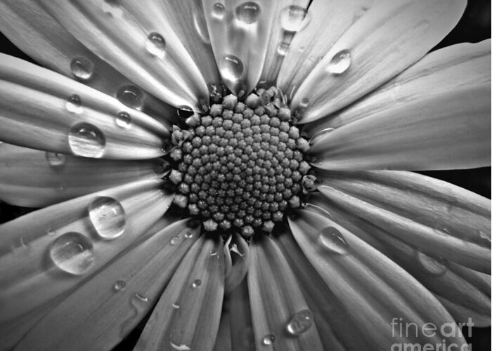 Black And White Greeting Card featuring the photograph Waterdrops on a Daisy by Patricia Strand