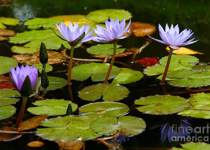 Pond Greeting Card featuring the photograph Waterlilies by Gaspar Avila