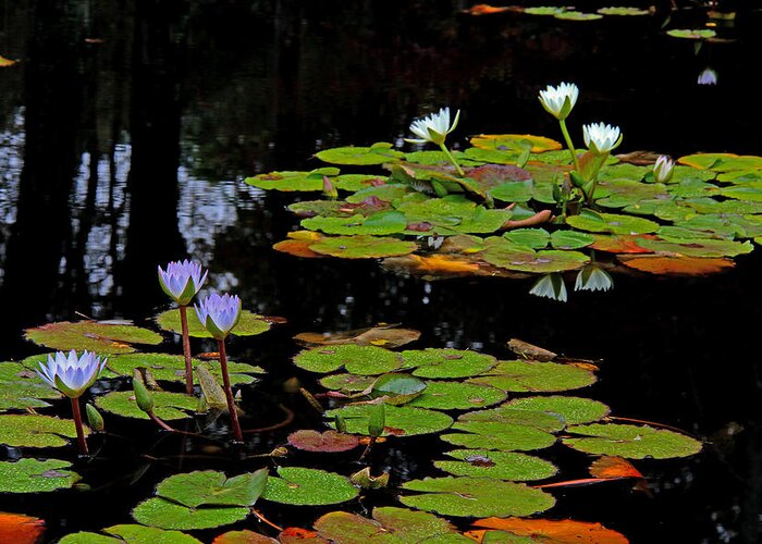 Water Lilies Greeting Card featuring the photograph Waterlilies 5 by Richard Krebs