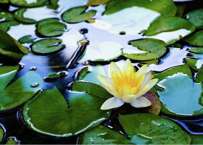 Bloom Greeting Card featuring the photograph Waterlilly on Blue Pond by Robert FERD Frank