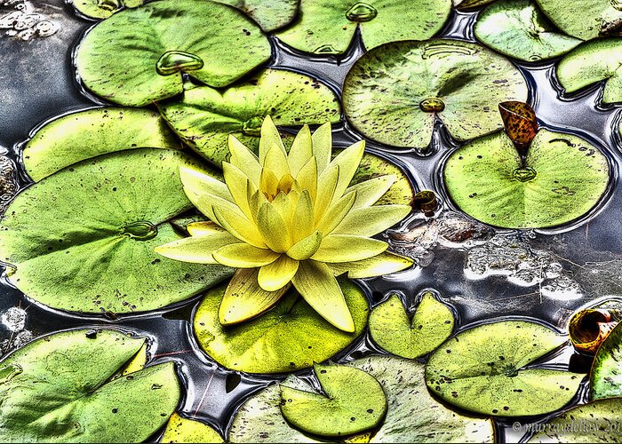 Waterlily Greeting Card featuring the photograph Waterlily Pond by Murray Dellow