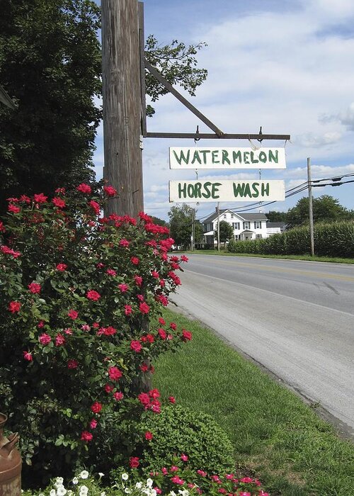 Amish Greeting Card featuring the photograph Watermelon Horse Wash by Tana Reiff