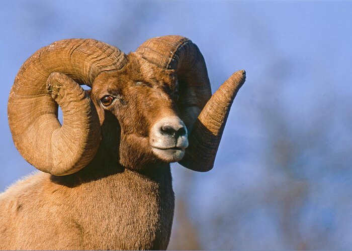 Mark Miller Photos Greeting Card featuring the photograph Waterton Canyon Ram by Mark Miller