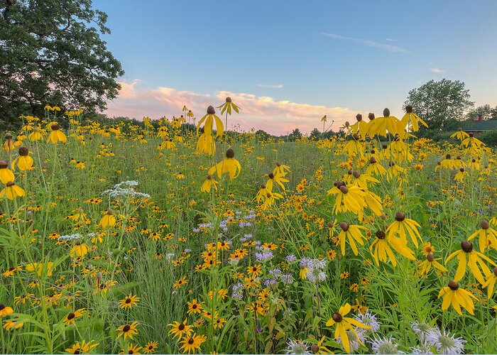 Flowers Greeting Card featuring the photograph Prairie 1 by Paul Schultz