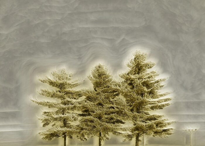 Trees Greeting Card featuring the photograph We Three Trees by Bill and Linda Tiepelman