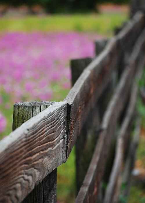 Weathered Fence Greeting Card featuring the photograph Weathered Fence by Robert Meanor