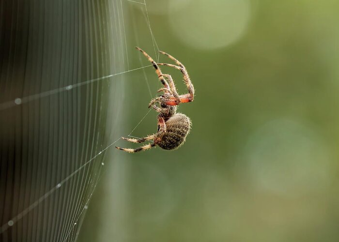 Spider Greeting Card featuring the photograph Weave Your Web by Eilish Palmer