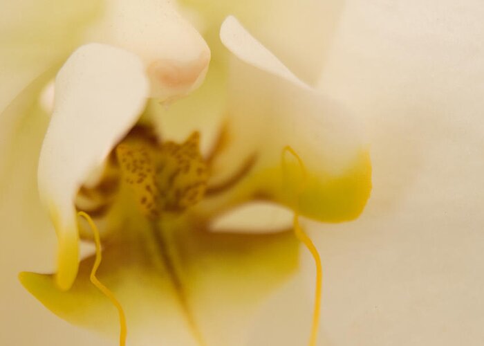 Abstract Greeting Card featuring the photograph Wedding Orchid by Margaret Denny