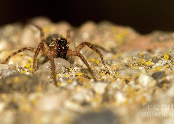 Spider Greeting Card featuring the photograph Wee spider looking at you by Shawn Jeffries