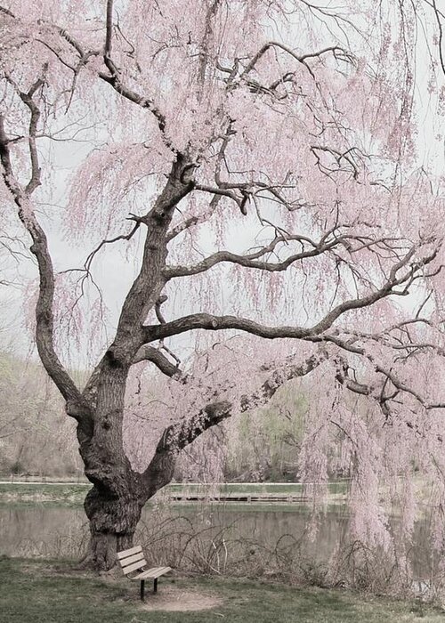 Cherry Blossom Trees Greeting Card featuring the photograph Weeping Spring 2 - Holmdel Park by Angie Tirado