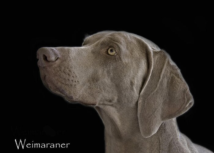 Weimaraner Greeting Card featuring the photograph Weimaraner by Larry Linton