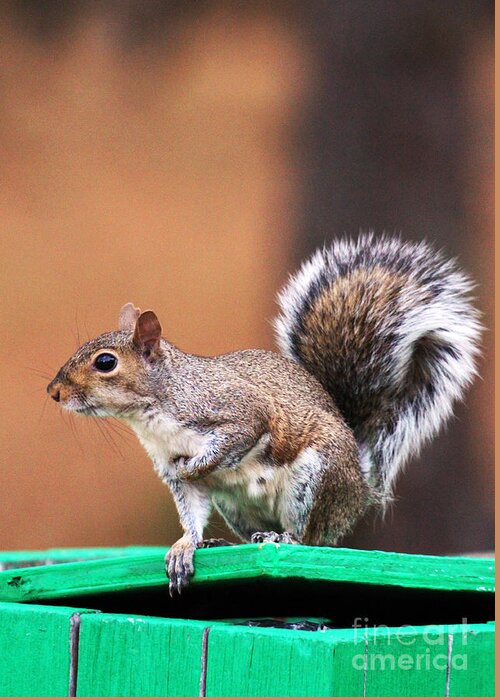 Squirrel Greeting Card featuring the photograph Well Fed by Jennifer Robin