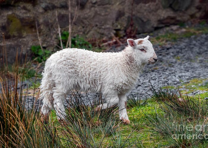 Welsh Sheep Greeting Card featuring the photograph Welsh Lamb by Adrian Evans